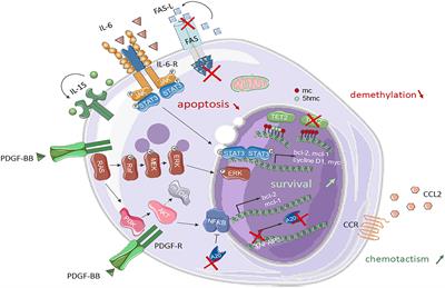 Toward a Better Classification System for NK-LGL Disorders